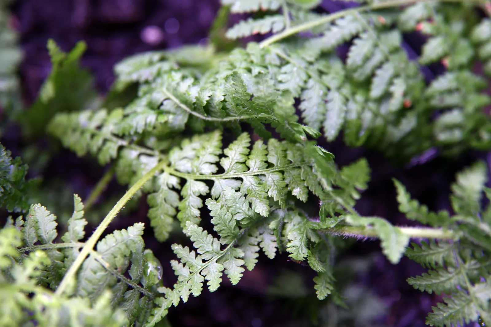 Hay-Scented Fern (Dennstaedtia Punctiloba) — When incorporating this fern into a landscape design; scientifically known as Dennstaedtia punctilobula