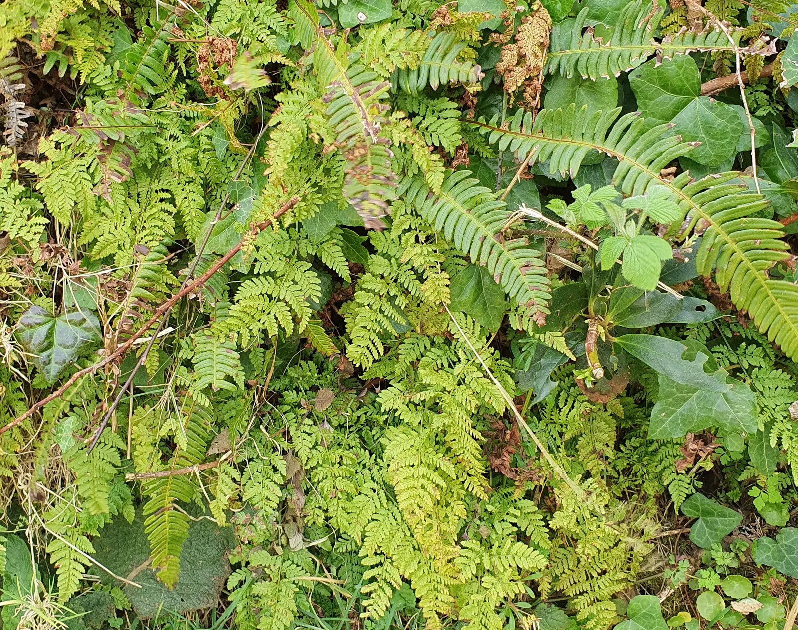 Hay-Scented Fern (Dennstaedtia Punctiloba) — plantings should receive about 1 inch of water weekly; consider its potential size and spread to ensure sufficient