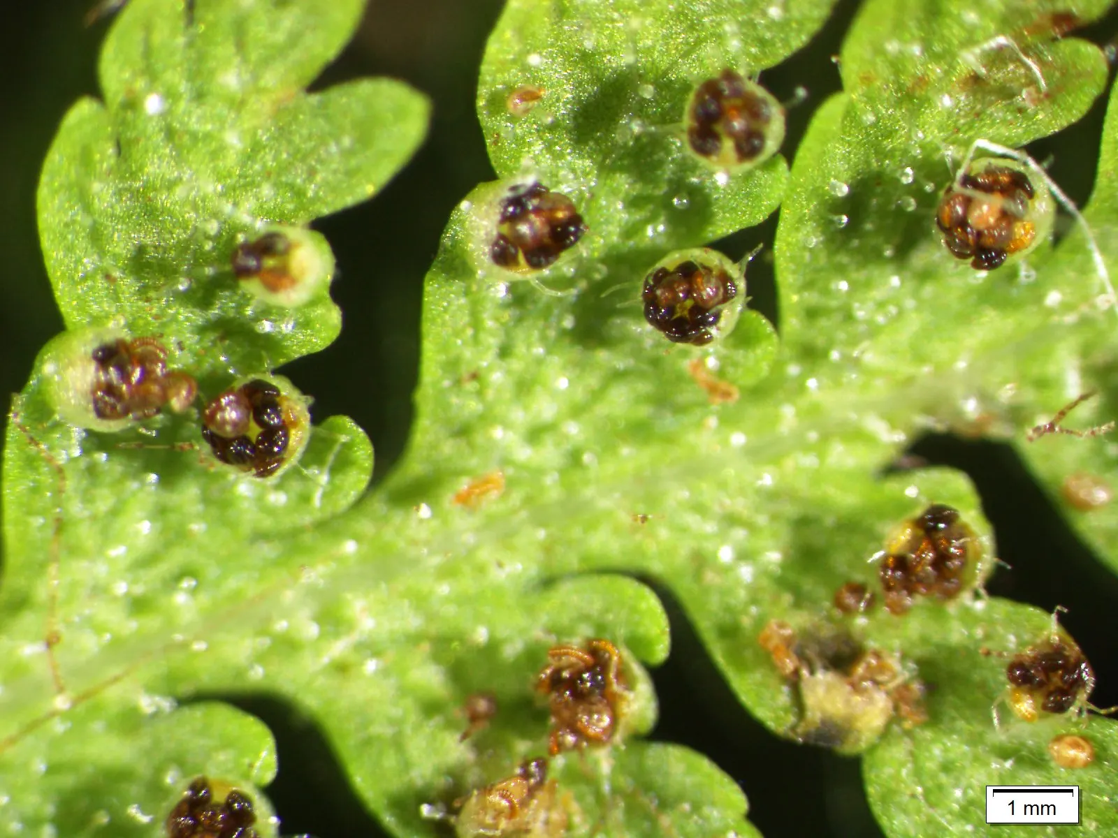 Hay-Scented Fern (Dennstaedtia Punctiloba) — plantings should receive about 1 inch of water weekly