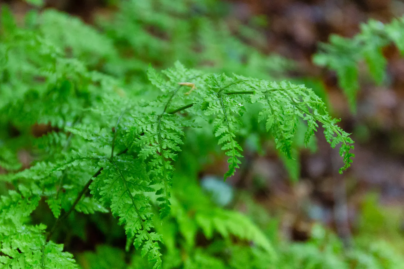 Hay-Scented Fern (Dennstaedtia Punctiloba) — scientifically known as Dennstaedtia punctilobula