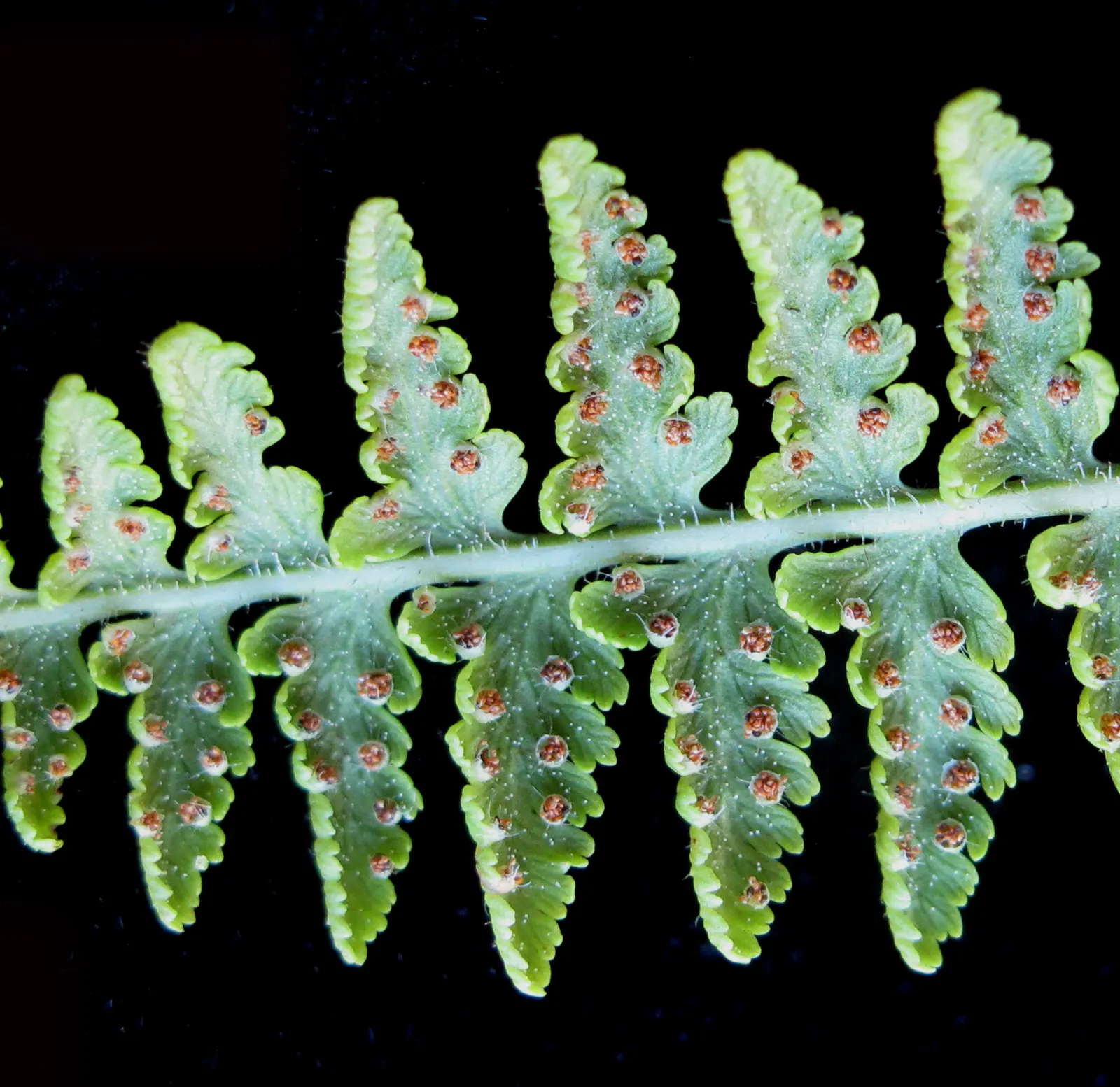 Hay-Scented Fern (Dennstaedtia Punctiloba) — For optimal health and spread