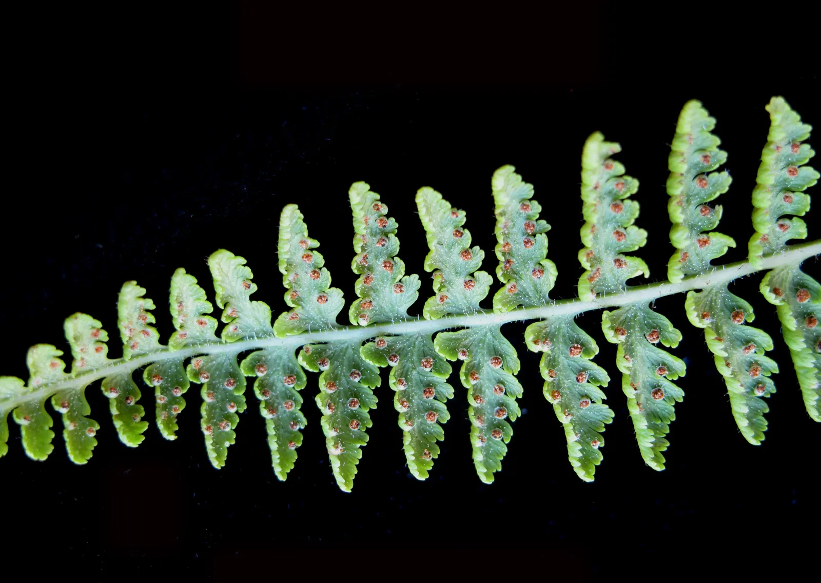 Hay-Scented Fern (Dennstaedtia Punctiloba) — Ideal for zones 3-8, it thrives in partial to full shade and moist, well-drained soils