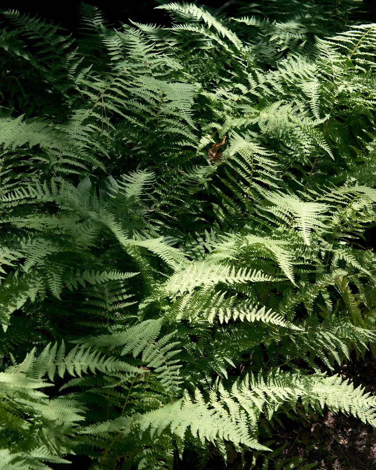 Hay-Scented Fern (Dennstaedtia Punctiloba) — lace-like fronds that emit a fresh-cut hay fragrance when crushed; perfect for naturalistic settings, image 45