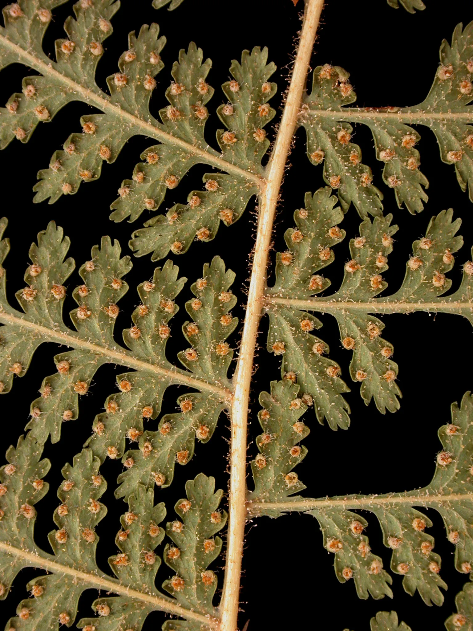 Hay-Scented Fern (Dennstaedtia Punctiloba) — scientifically known as Dennstaedtia punctilobula; forming expansive colonies over time through its, image 49