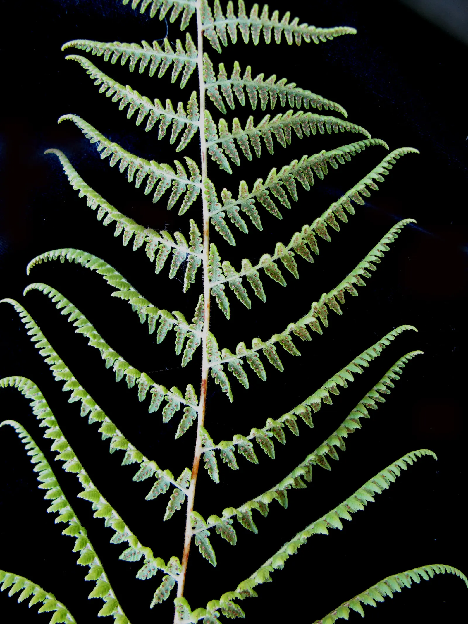 Hay-Scented Fern (Dennstaedtia Punctiloba) — consider its potential size and spread to ensure sufficient space is allotted for its growth; regular watering is