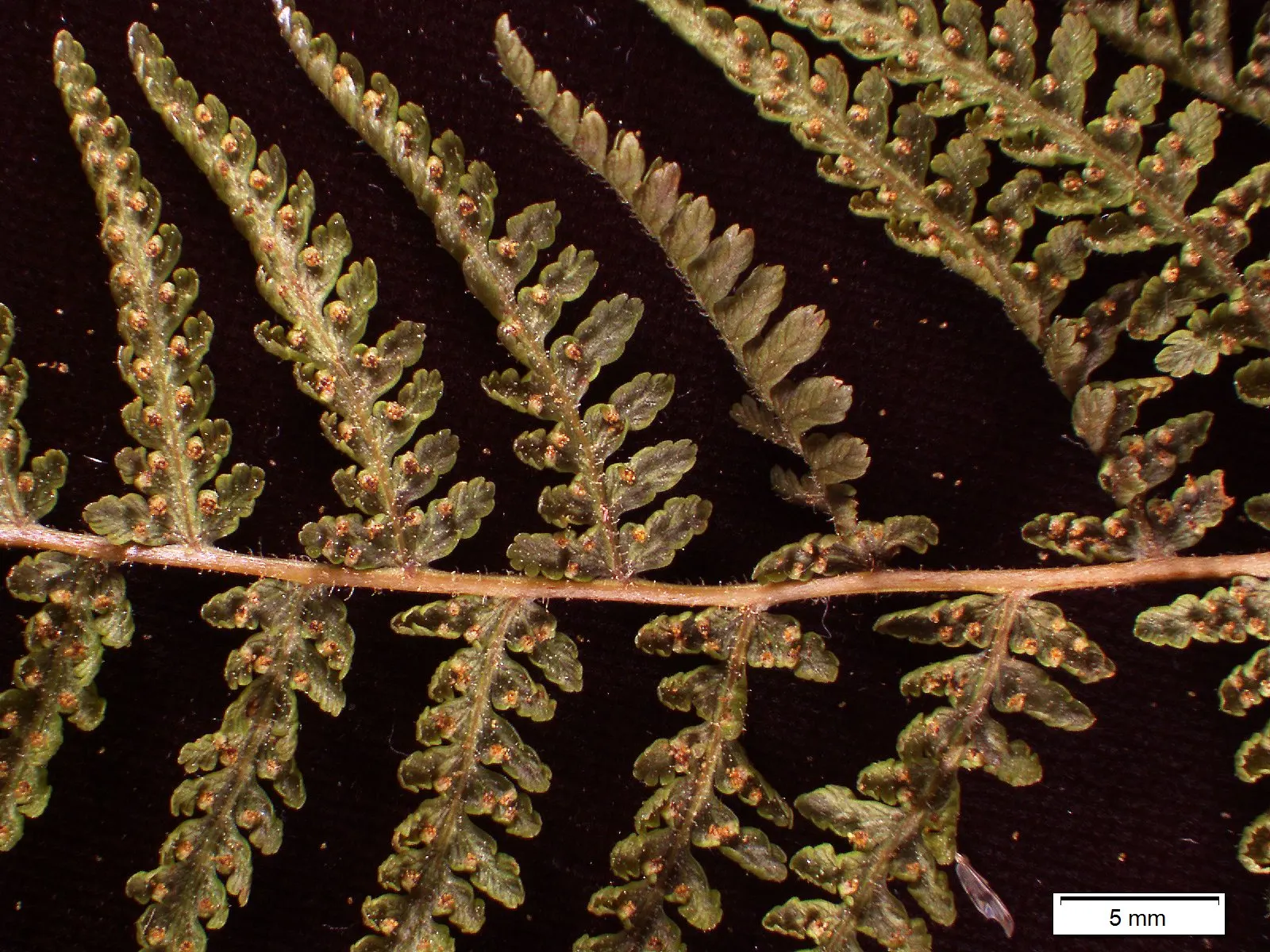 Hay-Scented Fern (Dennstaedtia Punctiloba) — forming expansive colonies over time through its aggressive rhizomatous growth habit