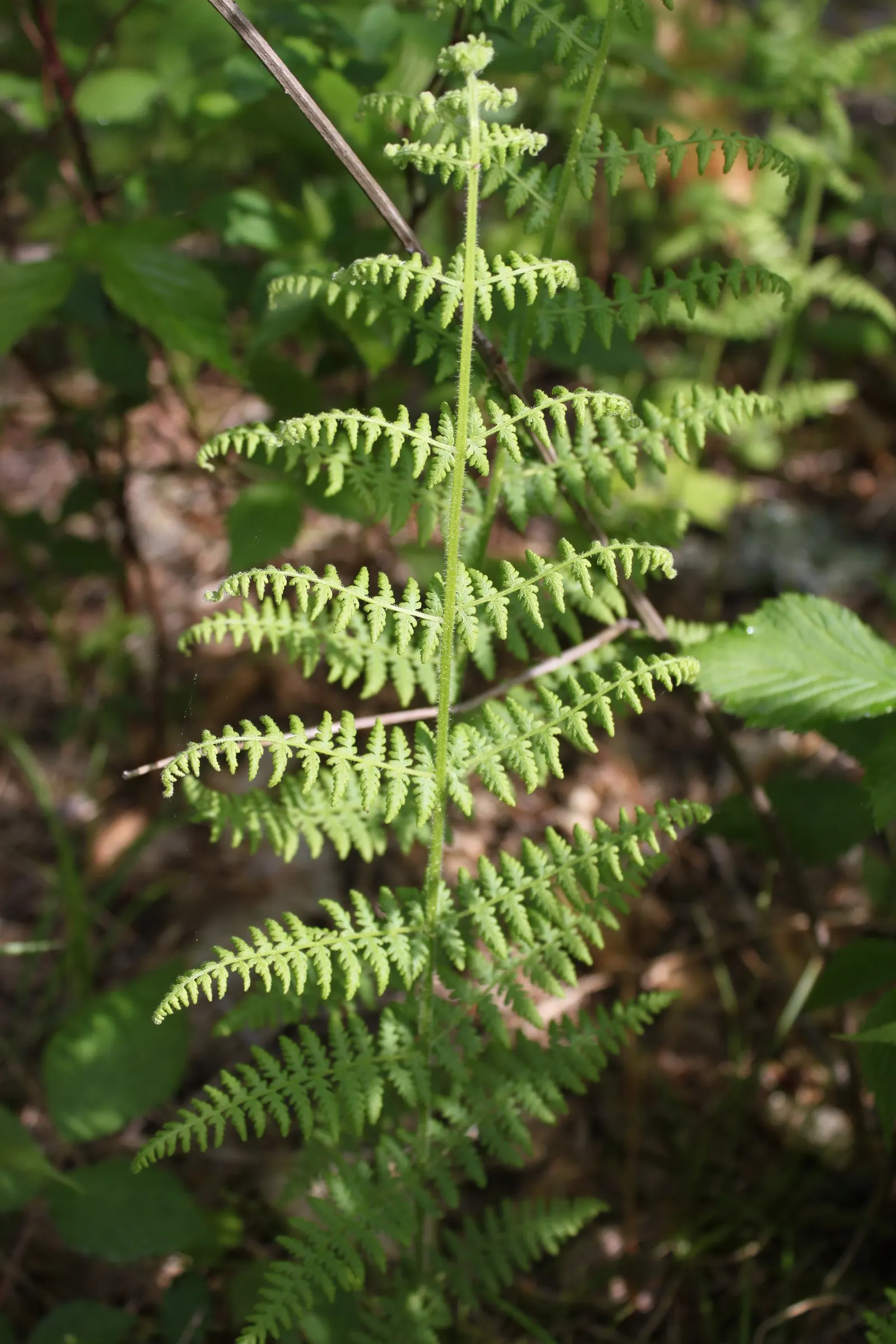 Hay-Scented Fern (Dennstaedtia Punctiloba) — Spreading up to 3 feet wide and with a height of 1-2 feet, it forms dense clumps; although it is quite adaptable