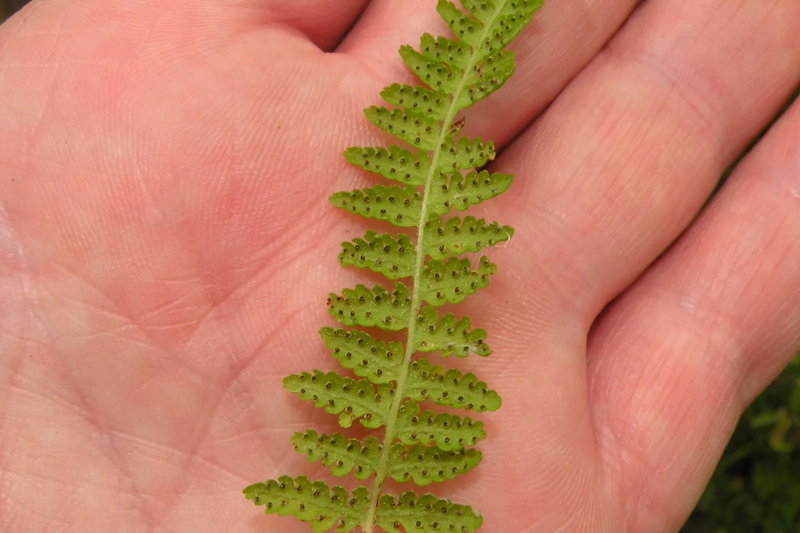 Hay-Scented Fern (Dennstaedtia Punctiloba) — is a captivating deciduous fern native to the eastern United States