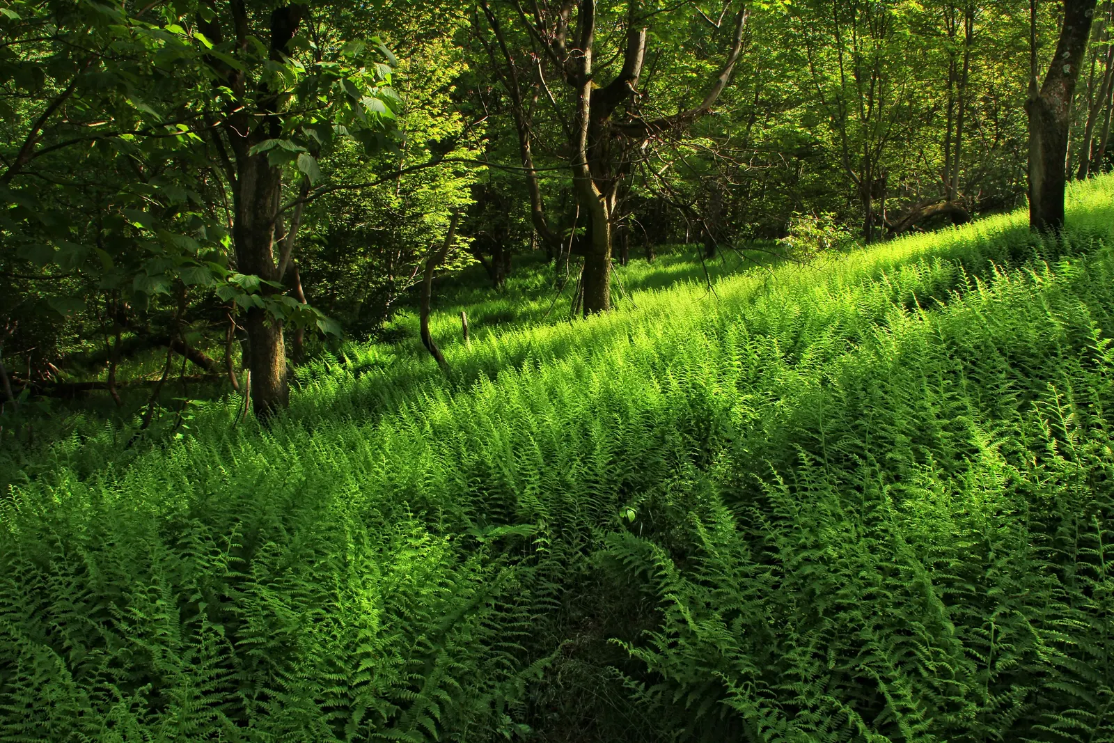 Hay-Scented Fern (Dennstaedtia Punctiloba) — either through rainfall or irrigation.<br><br>Aside from its fragrant attribute