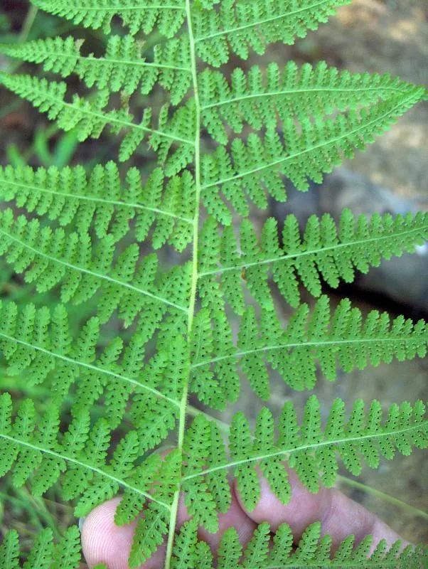 Hay-Scented Fern (Dennstaedtia Punctiloba) — lace-like fronds that emit a fresh-cut hay fragrance when crushed