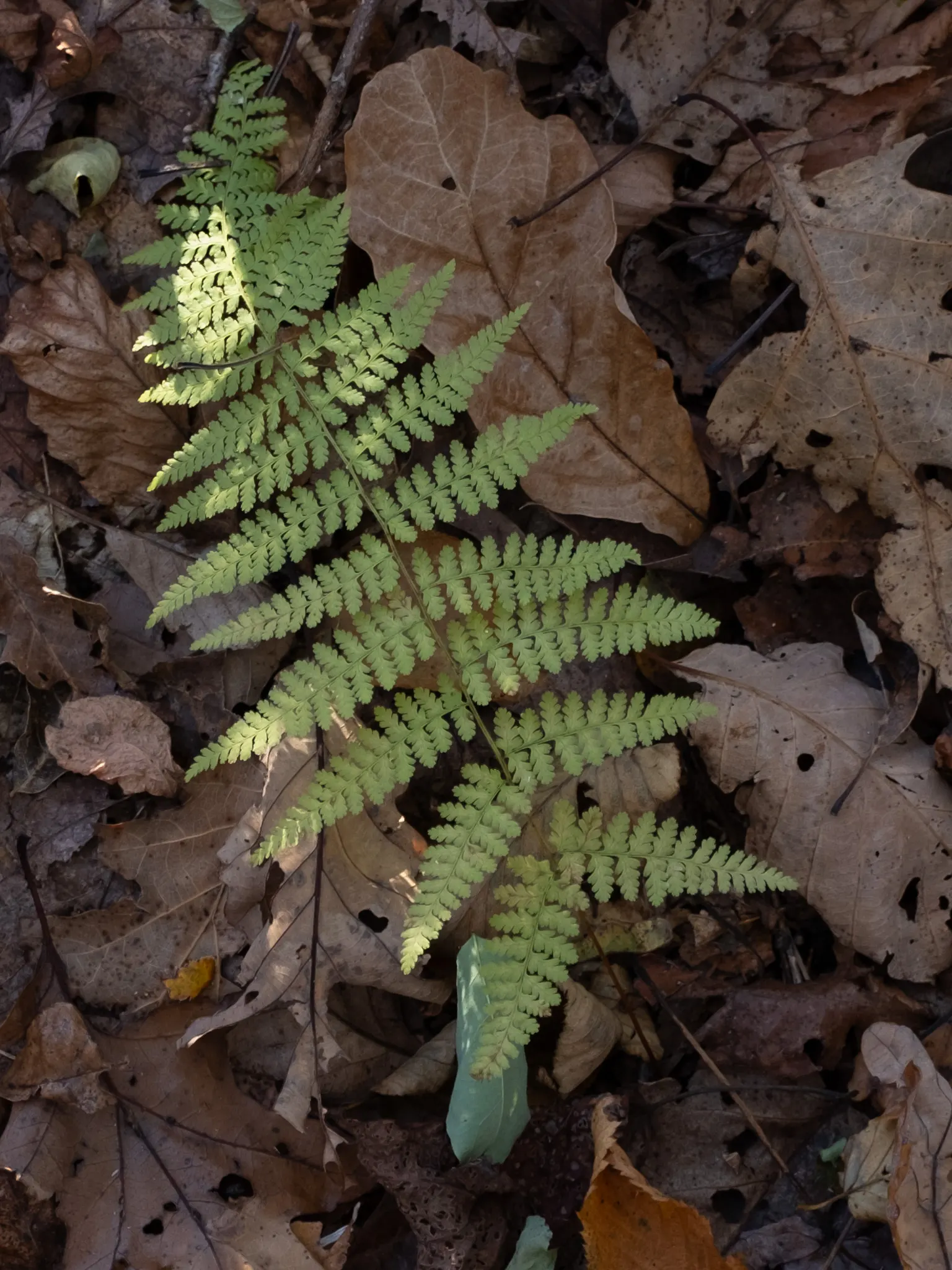 Hay-Scented Fern (Dennstaedtia Punctiloba) — Regular watering is essential; for optimal health and spread