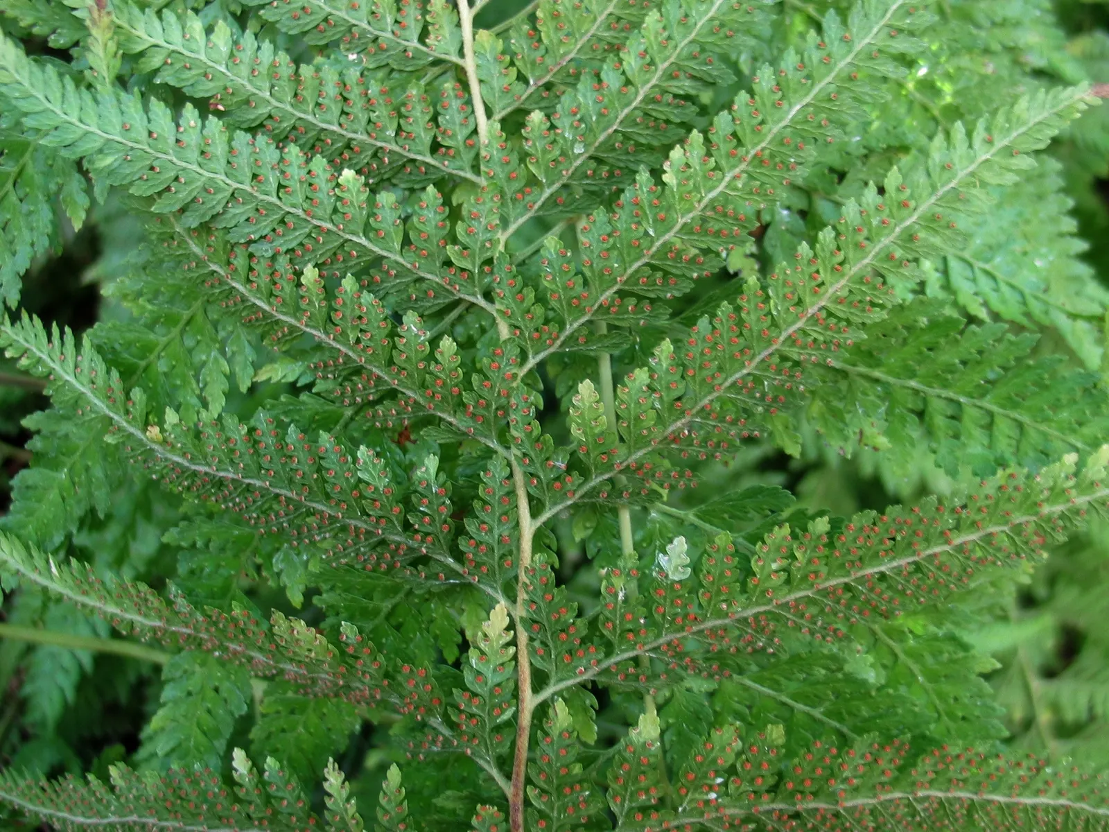 Hay-Scented Fern (Dennstaedtia Punctiloba) — Regular watering is essential