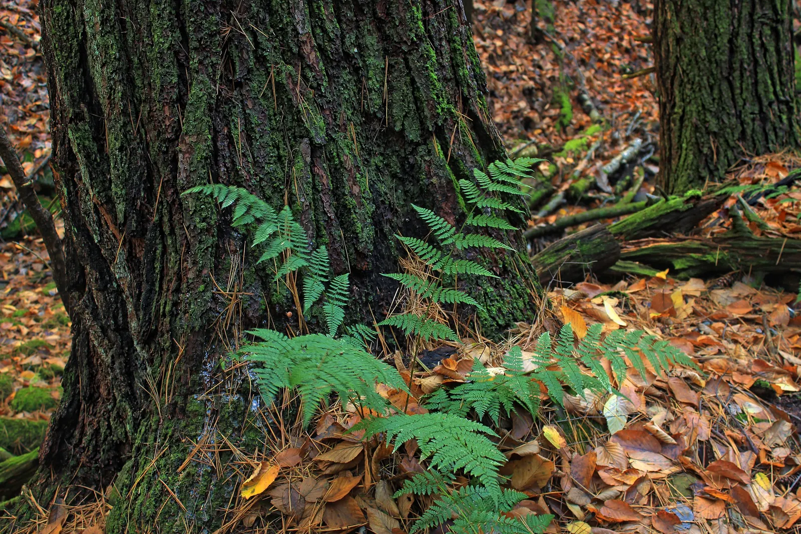 Hay-Scented Fern (Dennstaedtia Punctiloba) — is a captivating deciduous fern native to the eastern United States; either through rainfall or