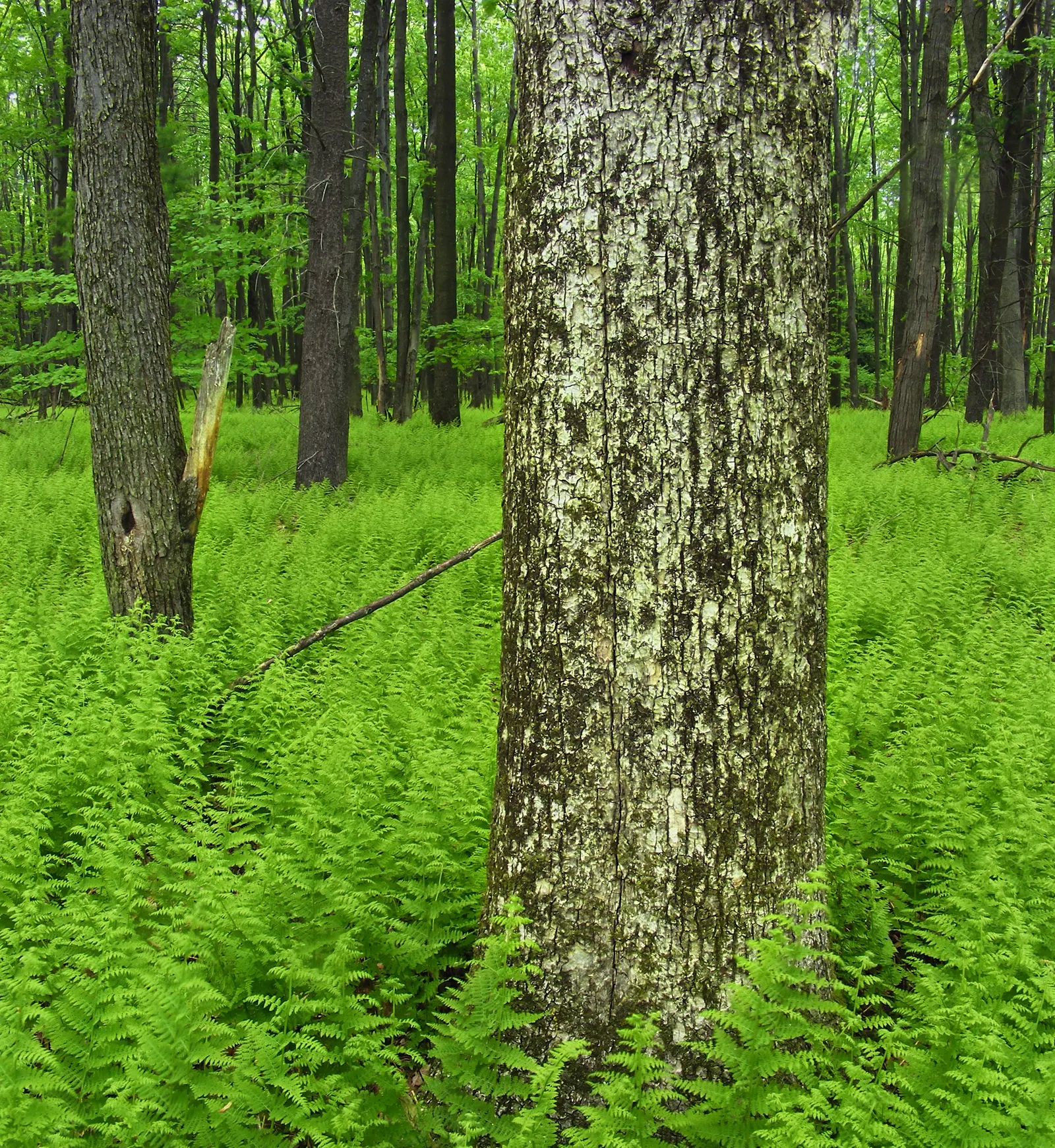 Hay-Scented Fern (Dennstaedtia Punctiloba) — especially during dry spells; fern for deep shade or half or shade