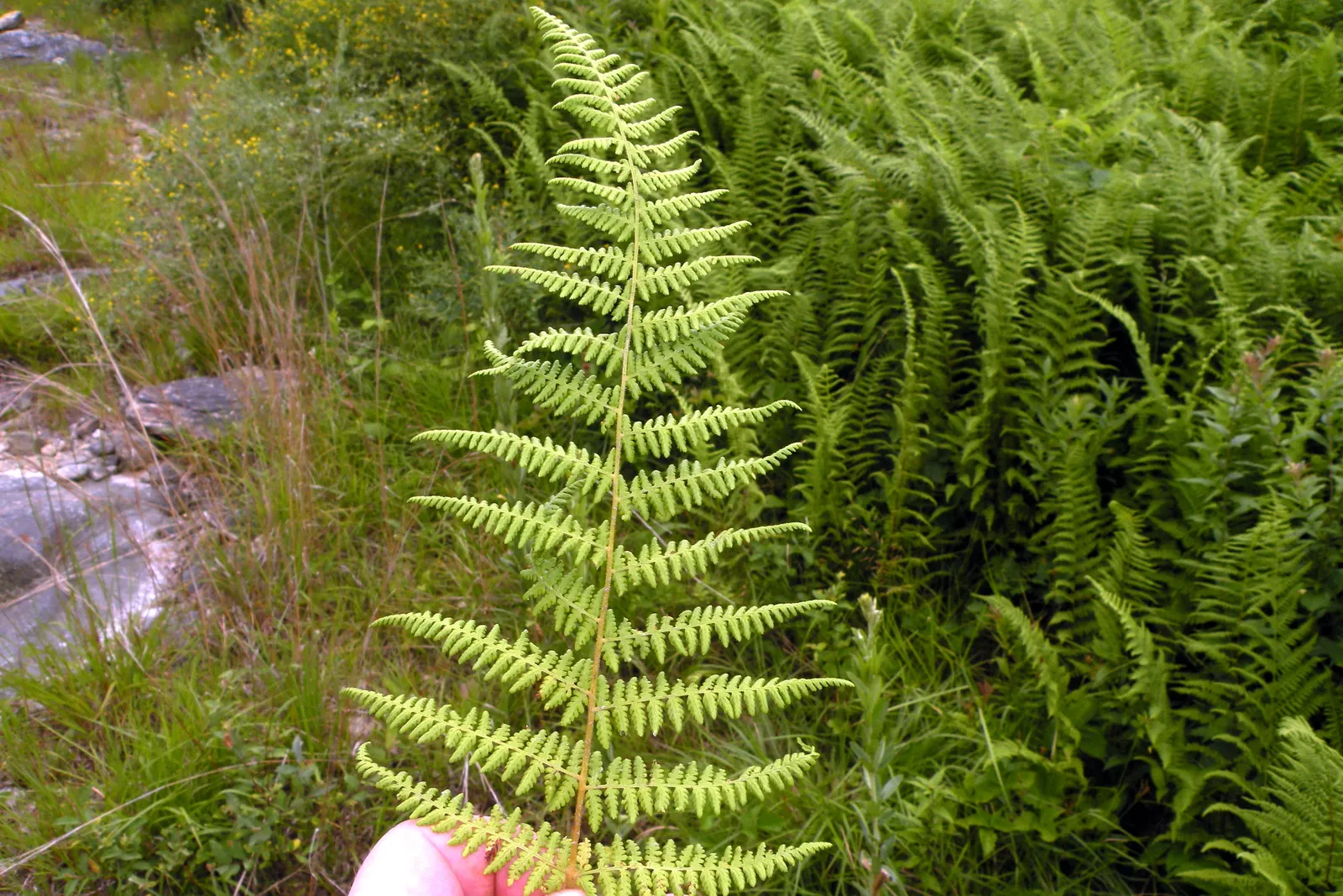 Hay-Scented Fern (Dennstaedtia Punctiloba) — although it is quite adaptable and can tolerate a range of soil types including loamy; it has a feathery and