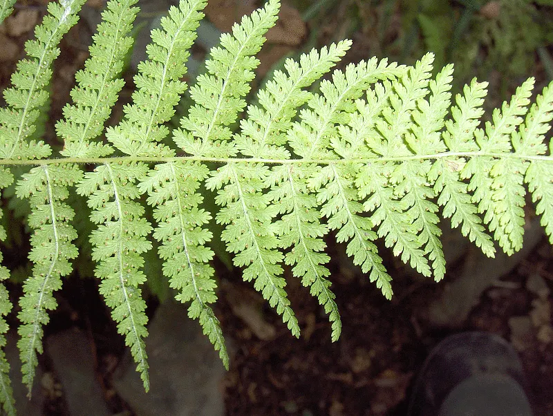 Hay-Scented Fern (Dennstaedtia Punctiloba) — fern for deep shade or half or shade