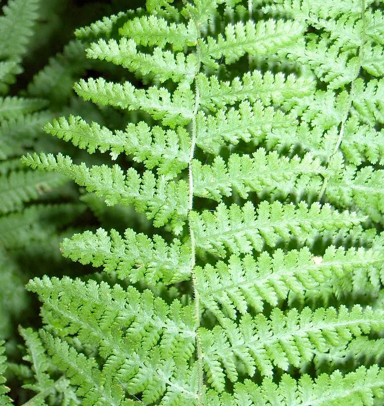 Hay-Scented Fern (Dennstaedtia Punctiloba) — the Hay-Scented Fern is also favored for its deer resistance