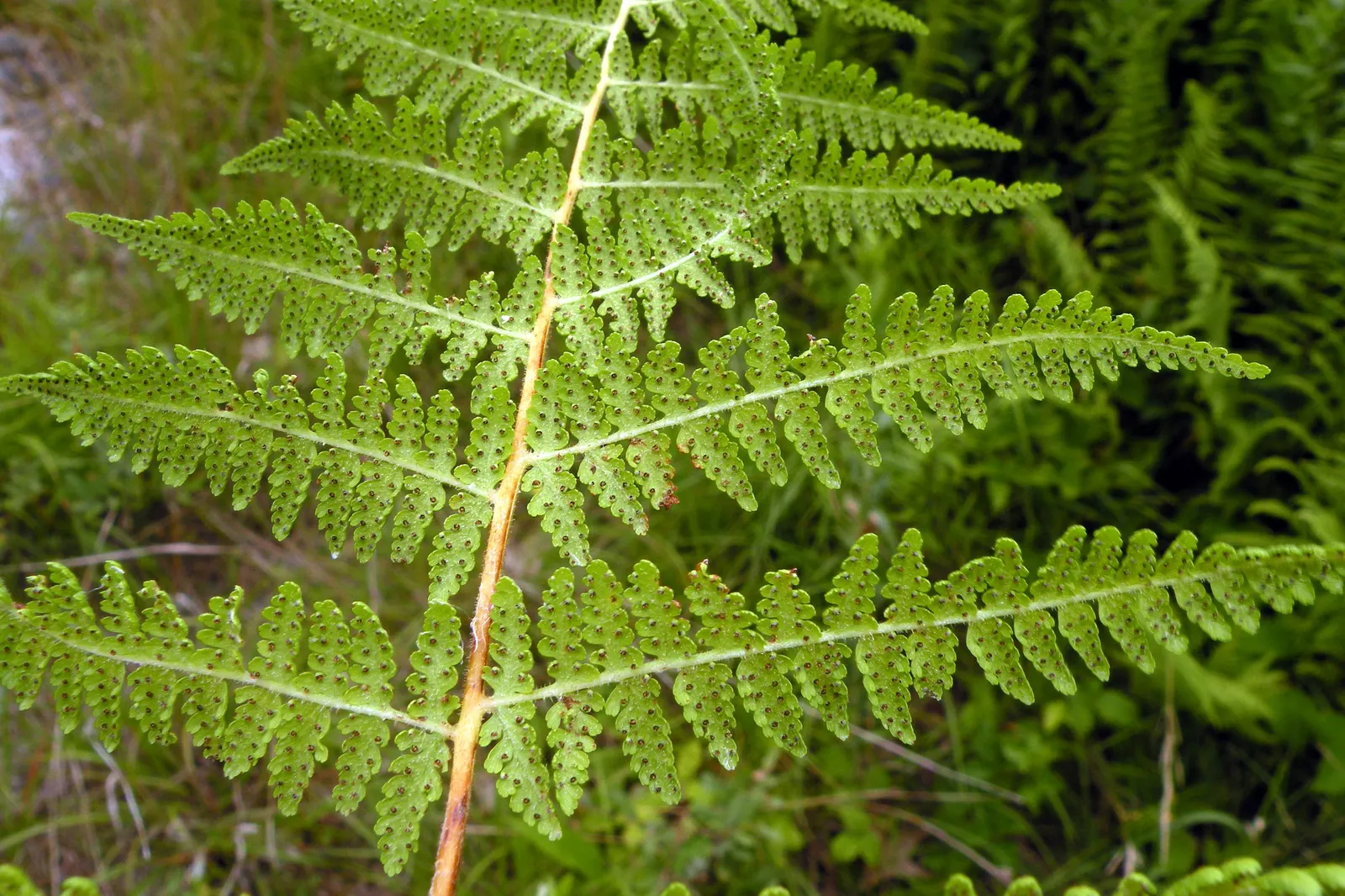 Hay-Scented Fern (Dennstaedtia Punctiloba) — fern for deep shade or half or shade; making it a suitable choice for areas with high deer populations