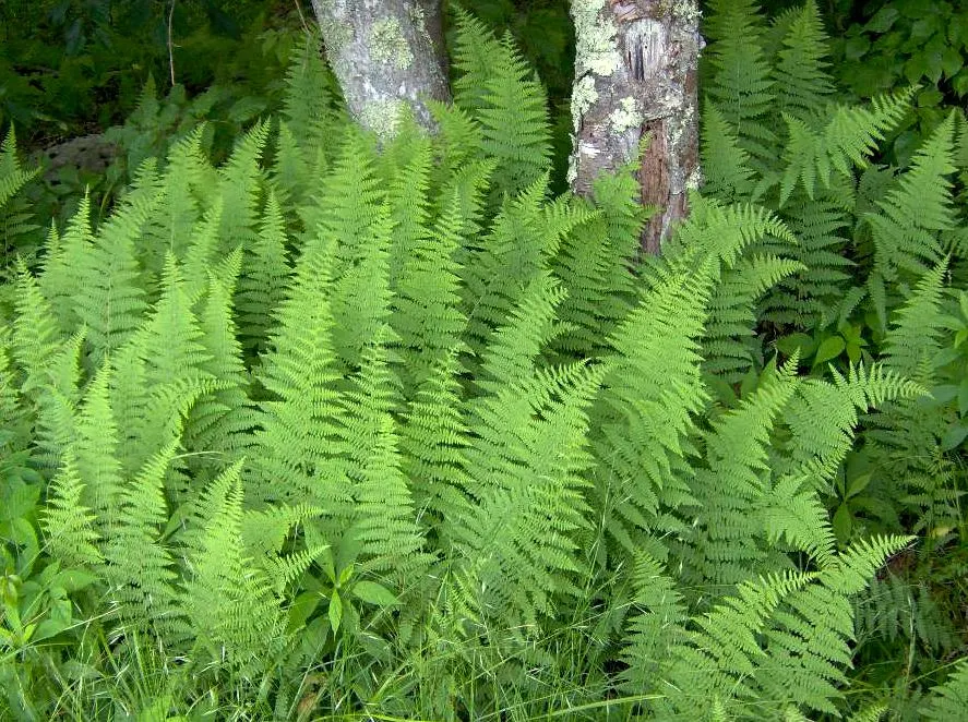 Hay-Scented Fern (Dennstaedtia Punctiloba) — For optimal health and spread; dennstaedtia punctilobula is relatively drought-tolerant