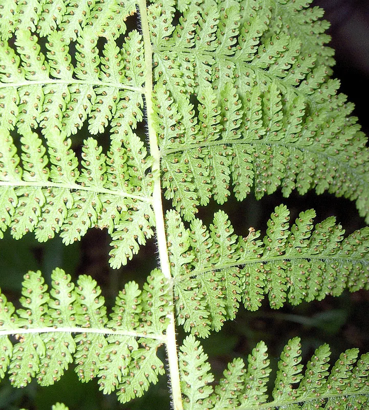 Hay-Scented Fern (Dennstaedtia Punctiloba) — scientifically known as Dennstaedtia punctilobula; forming expansive colonies over time through its aggressive