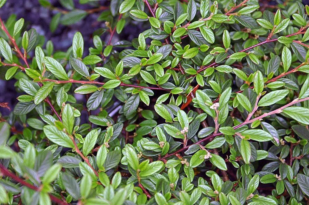 Willowleaf Cotoneaster (Cotoneaster Salicifolius 'Scarlet Leader) — The Willowleaf Cotoneaster 'Scarlet Leader' is a robust evergreen ground cover, flourishing