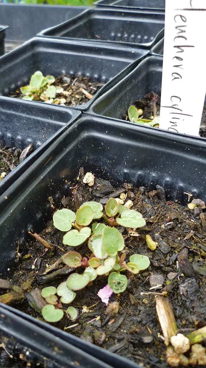 Roundleaf Alumroot (Heuchera Cylindrica) — this Alumroot is an excellent choice for gardens seeking water-efficient plants