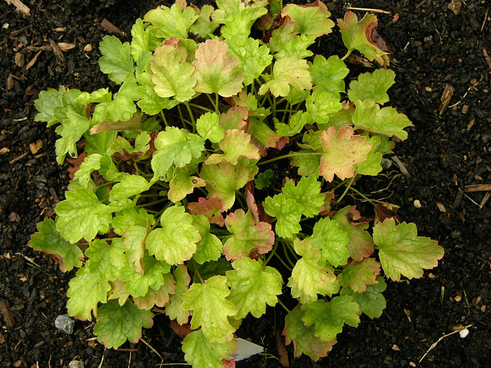 Roundleaf Alumroot (Heuchera Cylindrica) — With modest water requirements