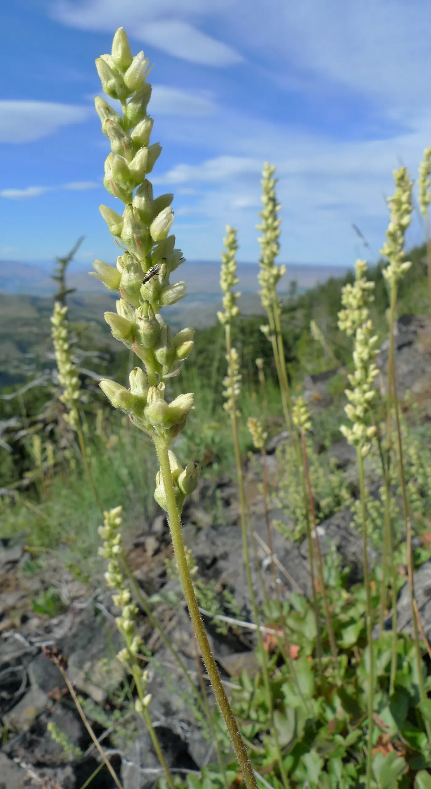 Roundleaf Alumroot (Heuchera Cylindrica) — is a perennial prized for its robust mounds of round