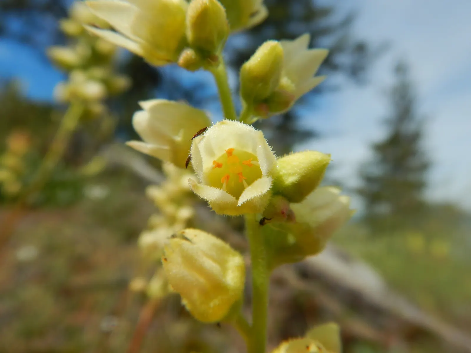 Roundleaf Alumroot (Heuchera Cylindrica) — Ideal for border fronts and woodland settings