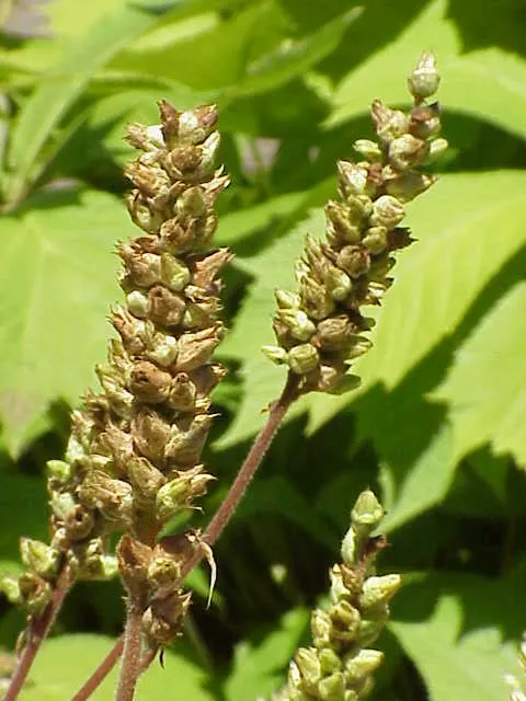 Roundleaf Alumroot (Heuchera Cylindrica) — low-maintenance spaces.<br><br>Noteworthy for its foliage and structural flowers