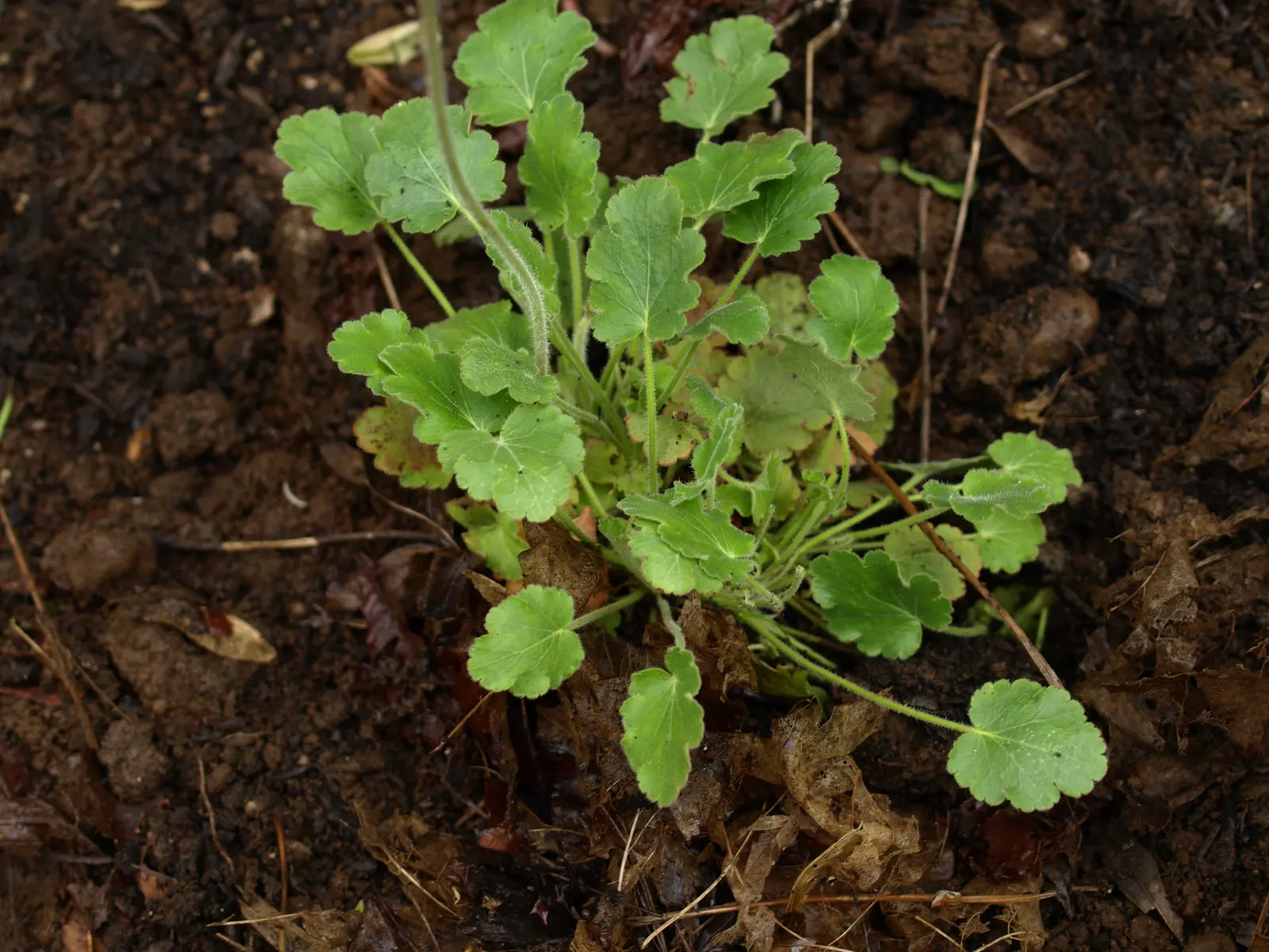 Roundleaf Alumroot (Heuchera Cylindrica) — Native to the rocky regions of western North America