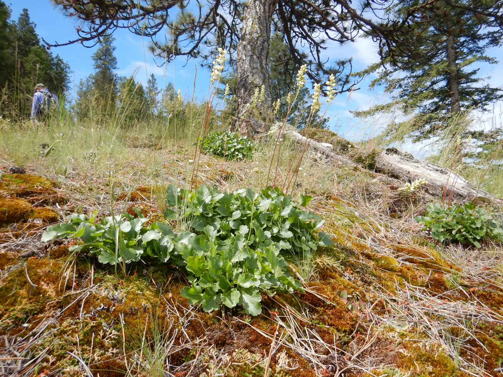 Roundleaf Alumroot (Heuchera Cylindrica) — is a versatile and resilient perennial that brings an element of grace and durability to any landscape design