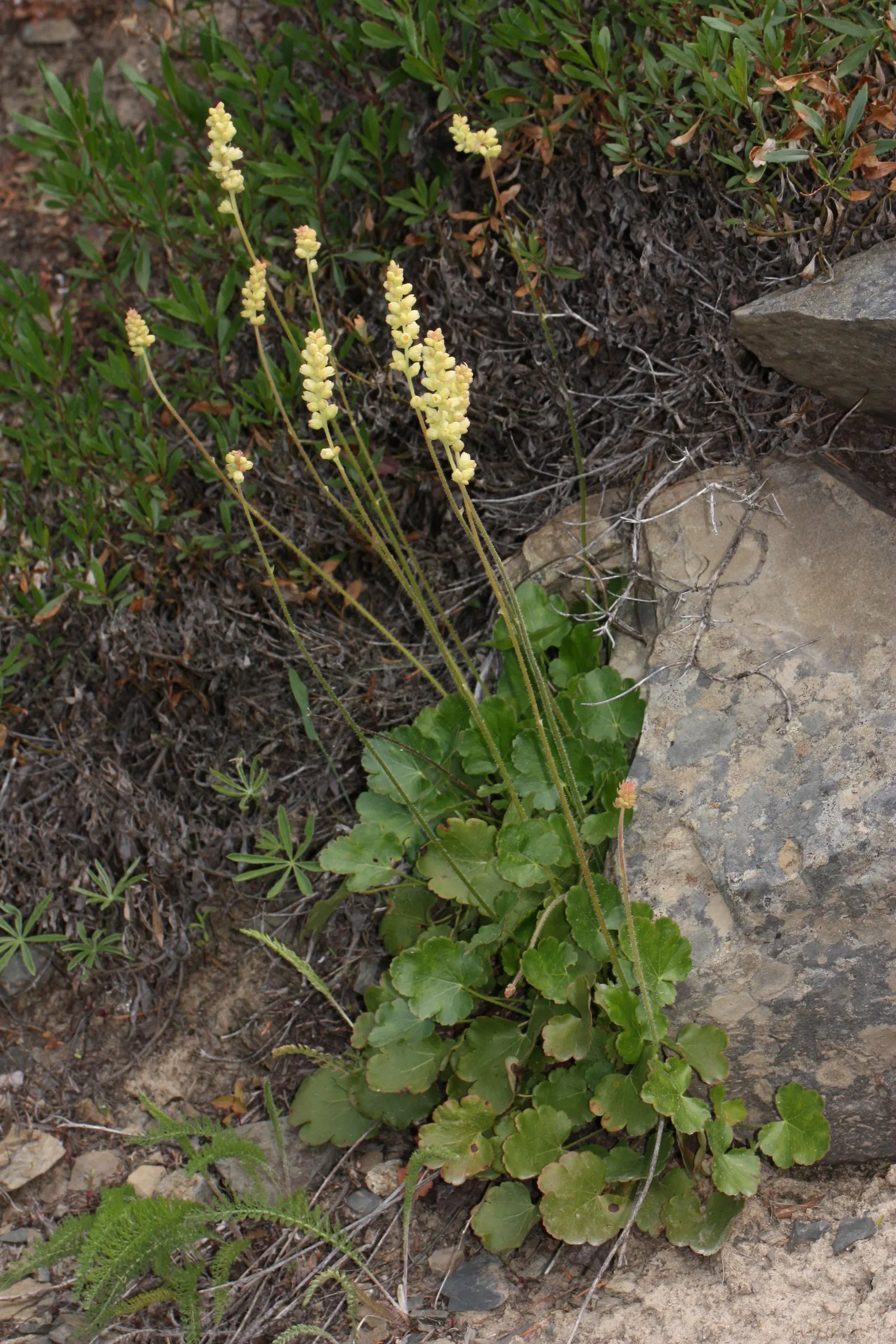 Roundleaf Alumroot (Heuchera Cylindrica) — as slender stems rise above the foliage to a height of approximately 18 to 24 inches