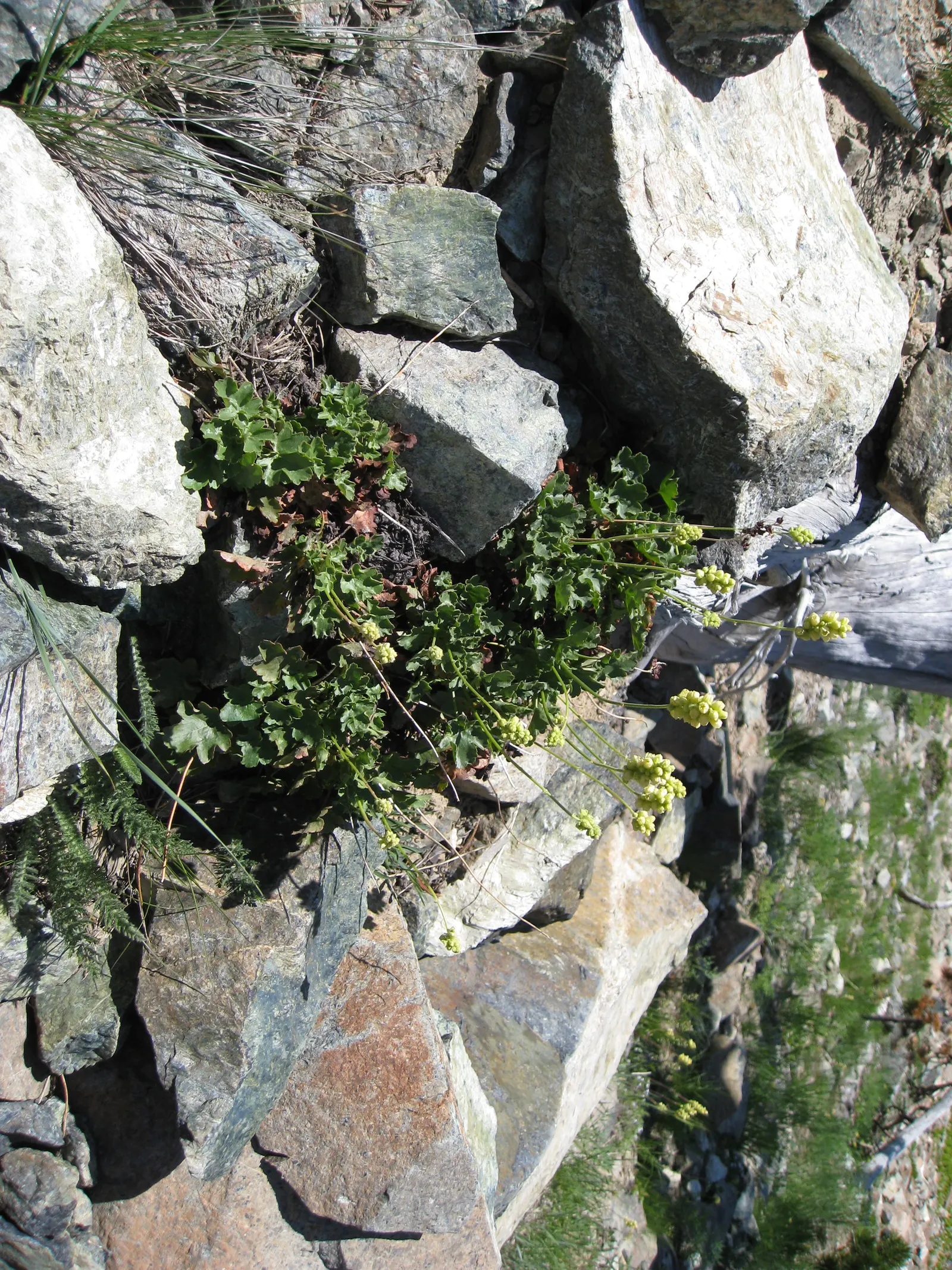 Roundleaf Alumroot (Heuchera Cylindrica) — adding subtle height to your garden design while attracting pollinators