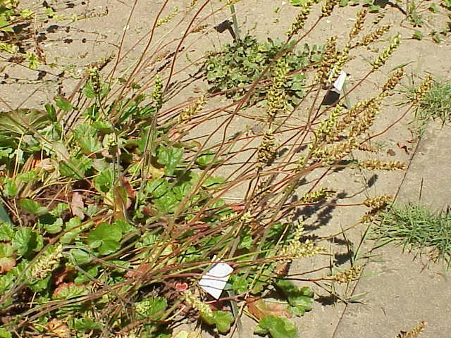 Roundleaf Alumroot (Heuchera Cylindrica) — white and yellow flowers in the garden