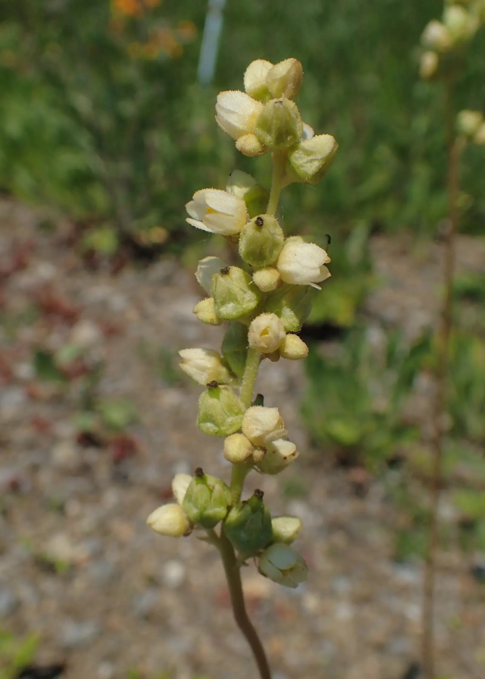 Roundleaf Alumroot (Heuchera Cylindrica) — cylindrical greenish-white blooms