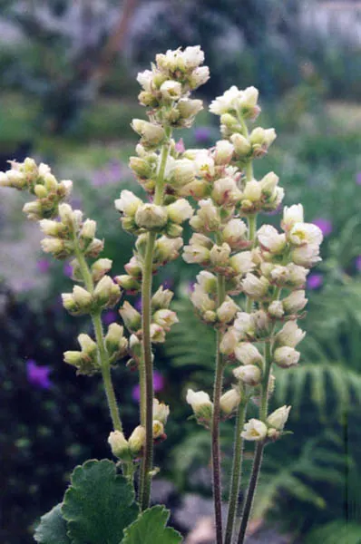 Roundleaf Alumroot (Heuchera Cylindrica) — Roundleaf Alumroot serves as a splendid ground cover