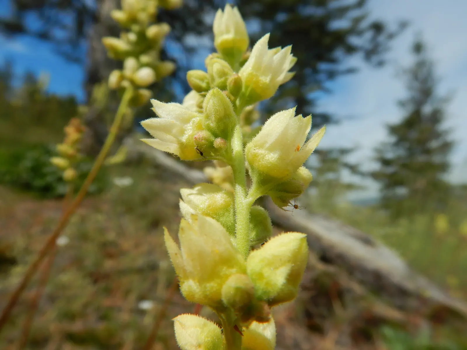 Roundleaf Alumroot (Heuchera Cylindrica) — It is hardy in USDA zones 4 through 8, demonstrating significant cold tolerance