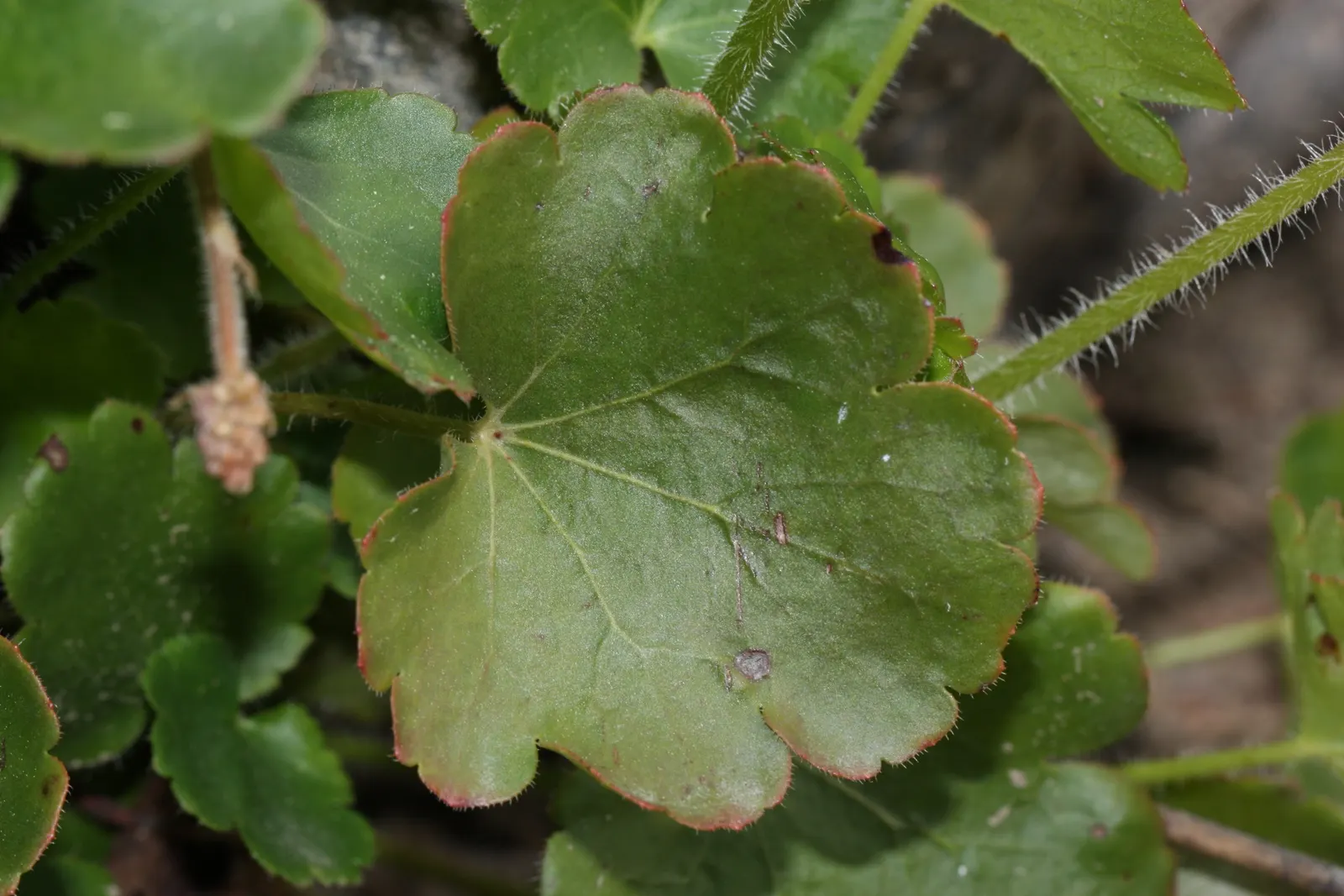 Roundleaf Alumroot (Heuchera Cylindrica) — this herbaceous plant boasts a low-growing