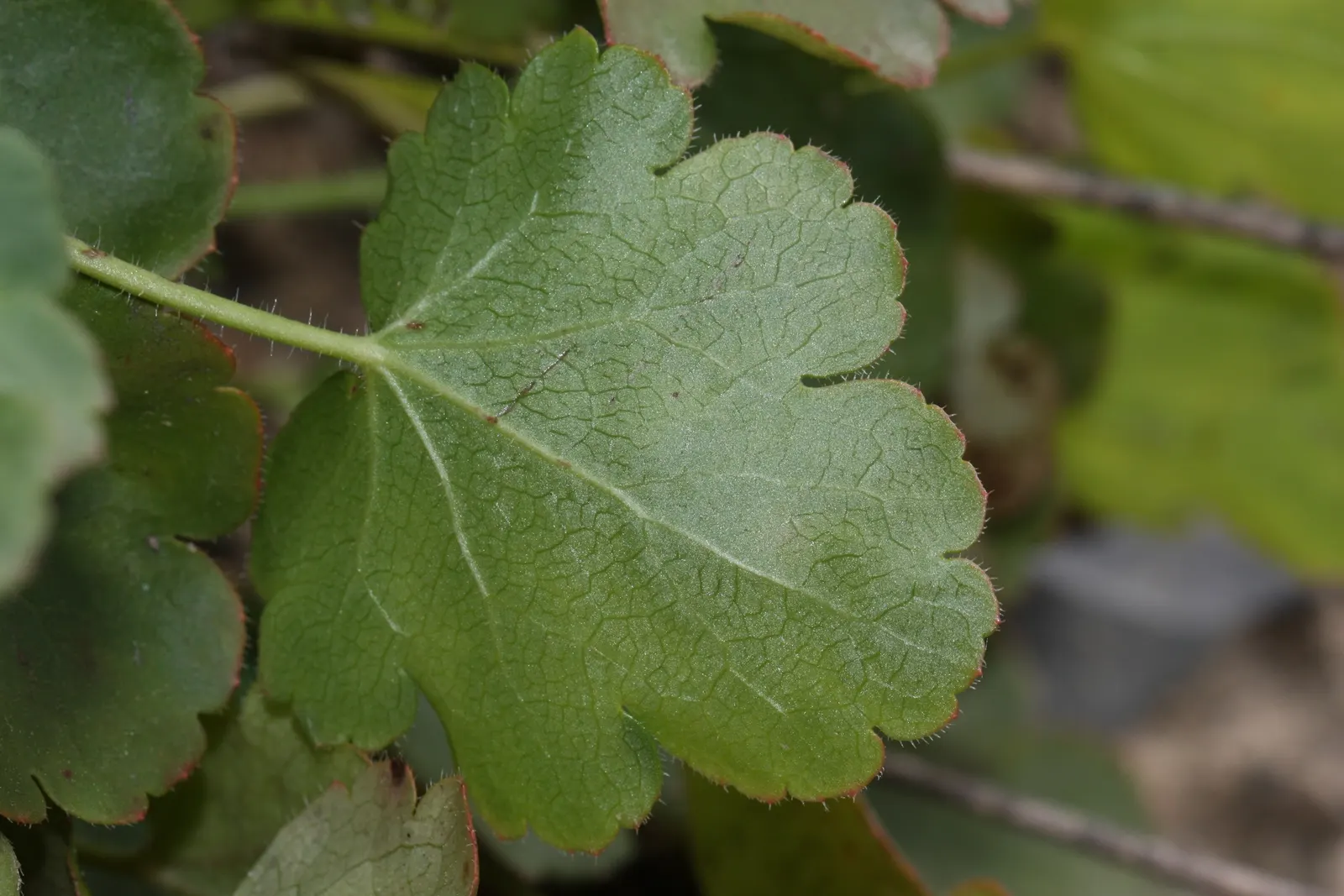 Roundleaf Alumroot (Heuchera Cylindrica) — lobed leaves are a deep and rich green