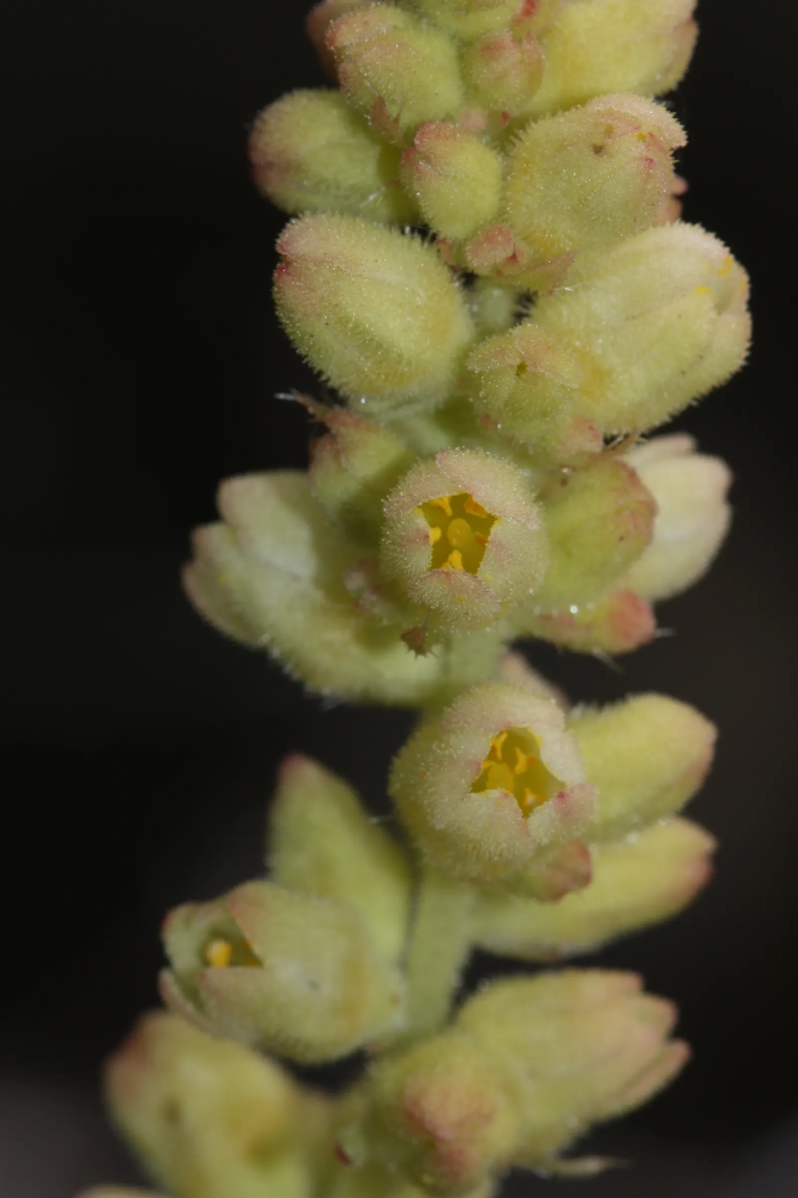 Roundleaf Alumroot (Heuchera Cylindrica) — with a similar spread.<br><br>Its rounded