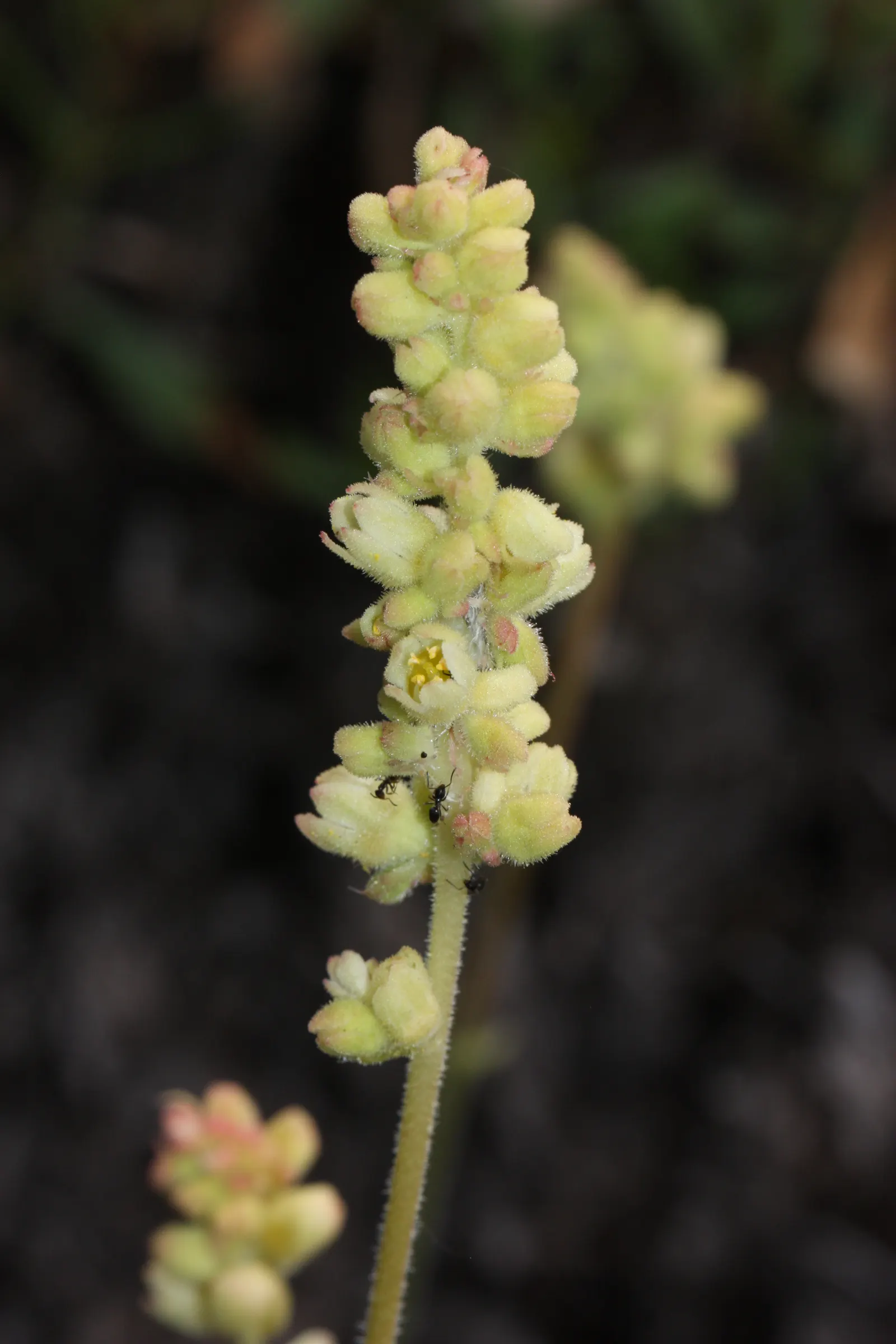 Roundleaf Alumroot (Heuchera Cylindrica) — Although the blooms are often a subdued greenish-white