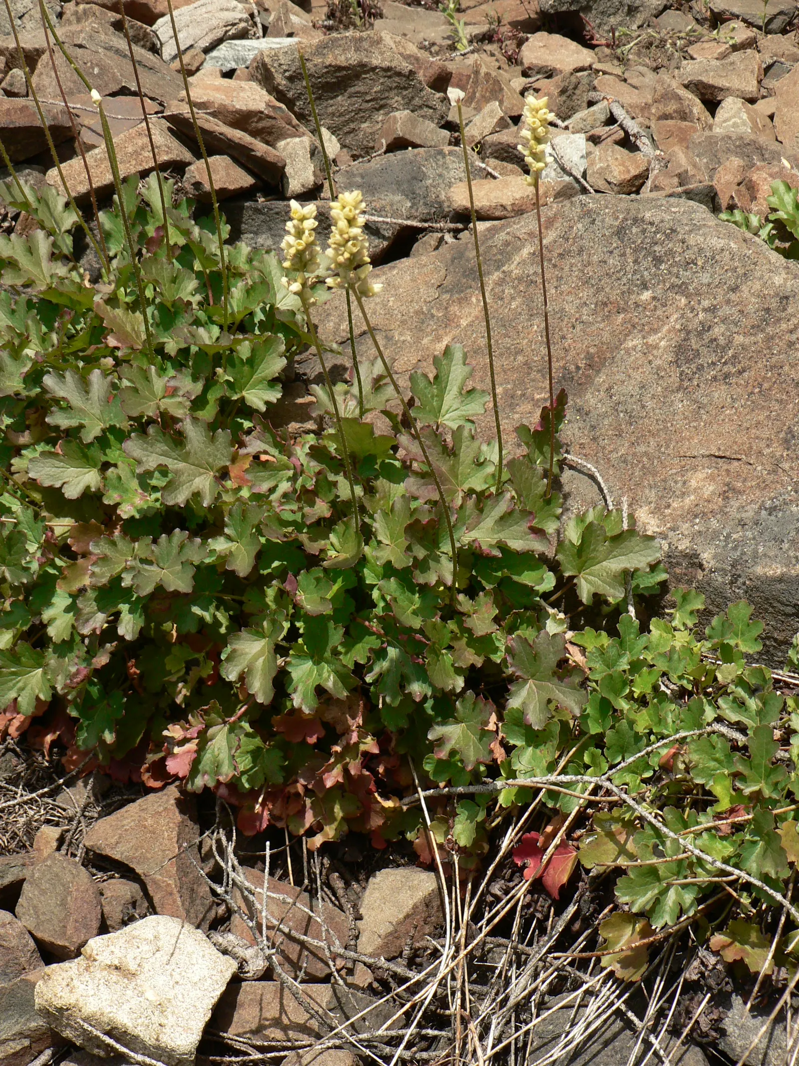 Roundleaf Alumroot (Heuchera Cylindrica) — It flourishes in zones 4-8, preferring partial shade and well-drained soil