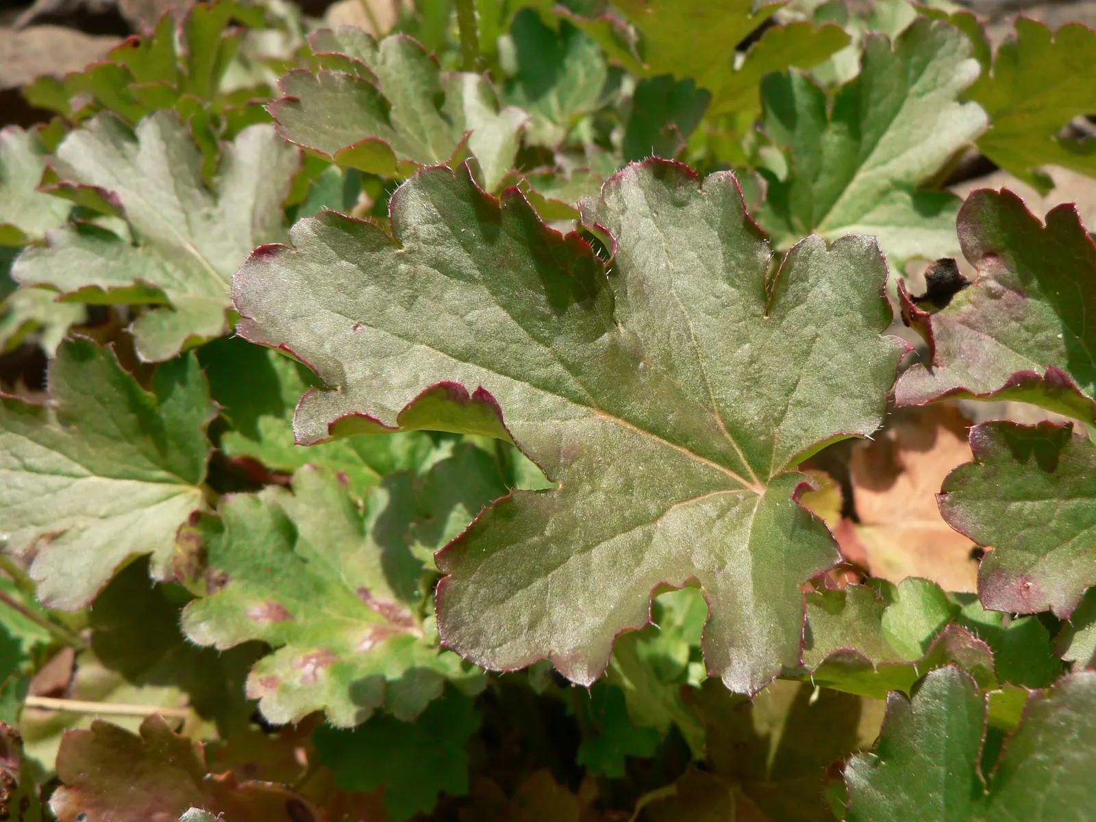 Roundleaf Alumroot (Heuchera Cylindrica) — with foliage reaching up to 12 inches across