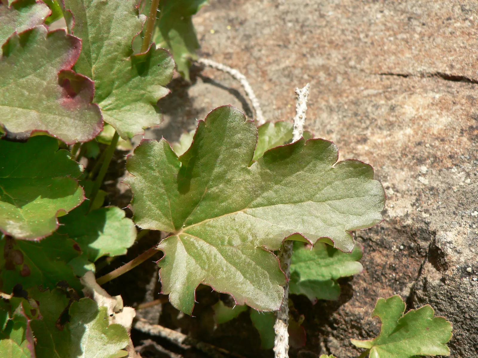 Roundleaf Alumroot (Heuchera Cylindrica) — Autumn and summer reveal the Alumroot's true ornamental prowess