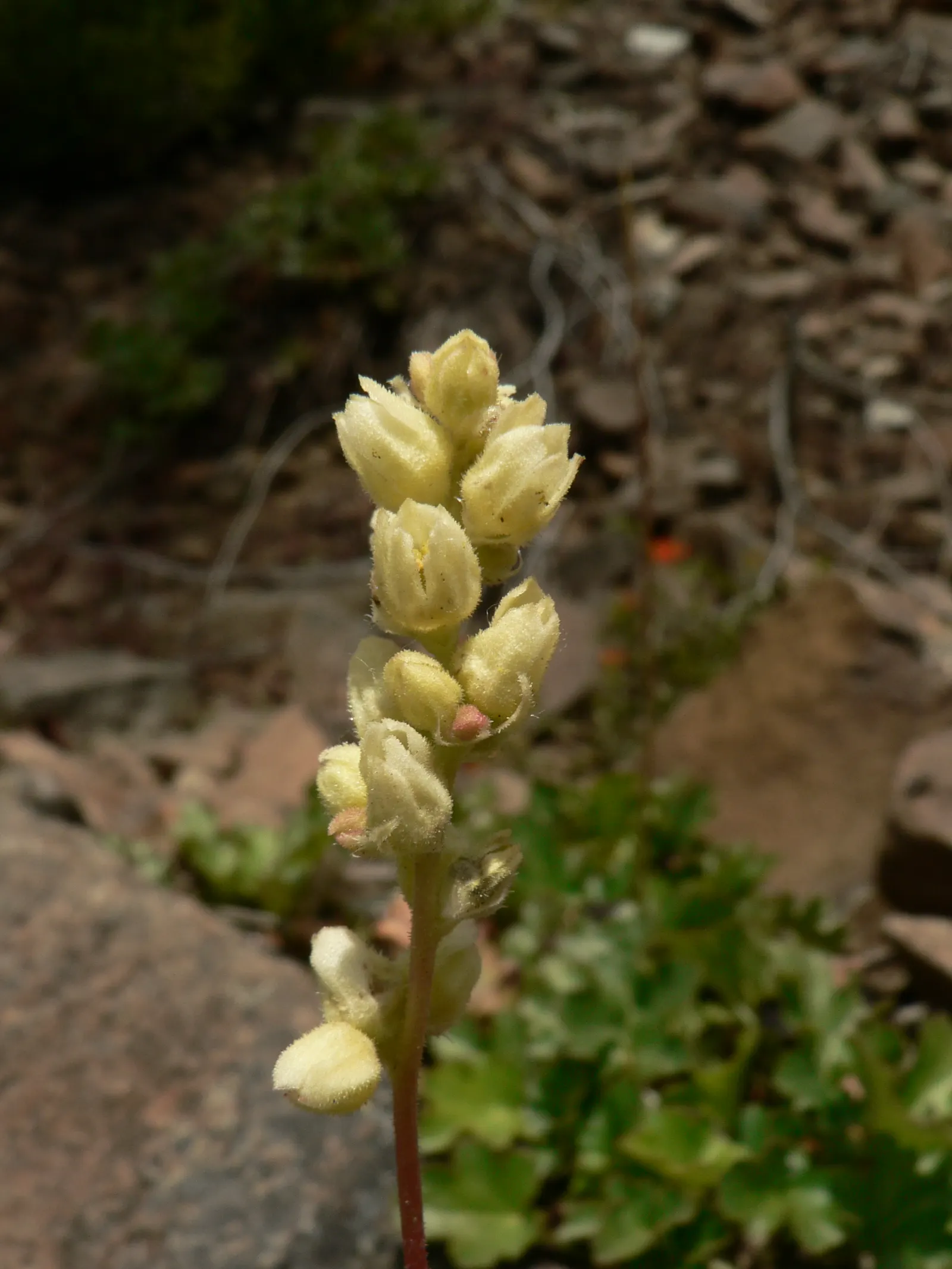 Roundleaf Alumroot (Heuchera Cylindrica) — its compact nature requires little care