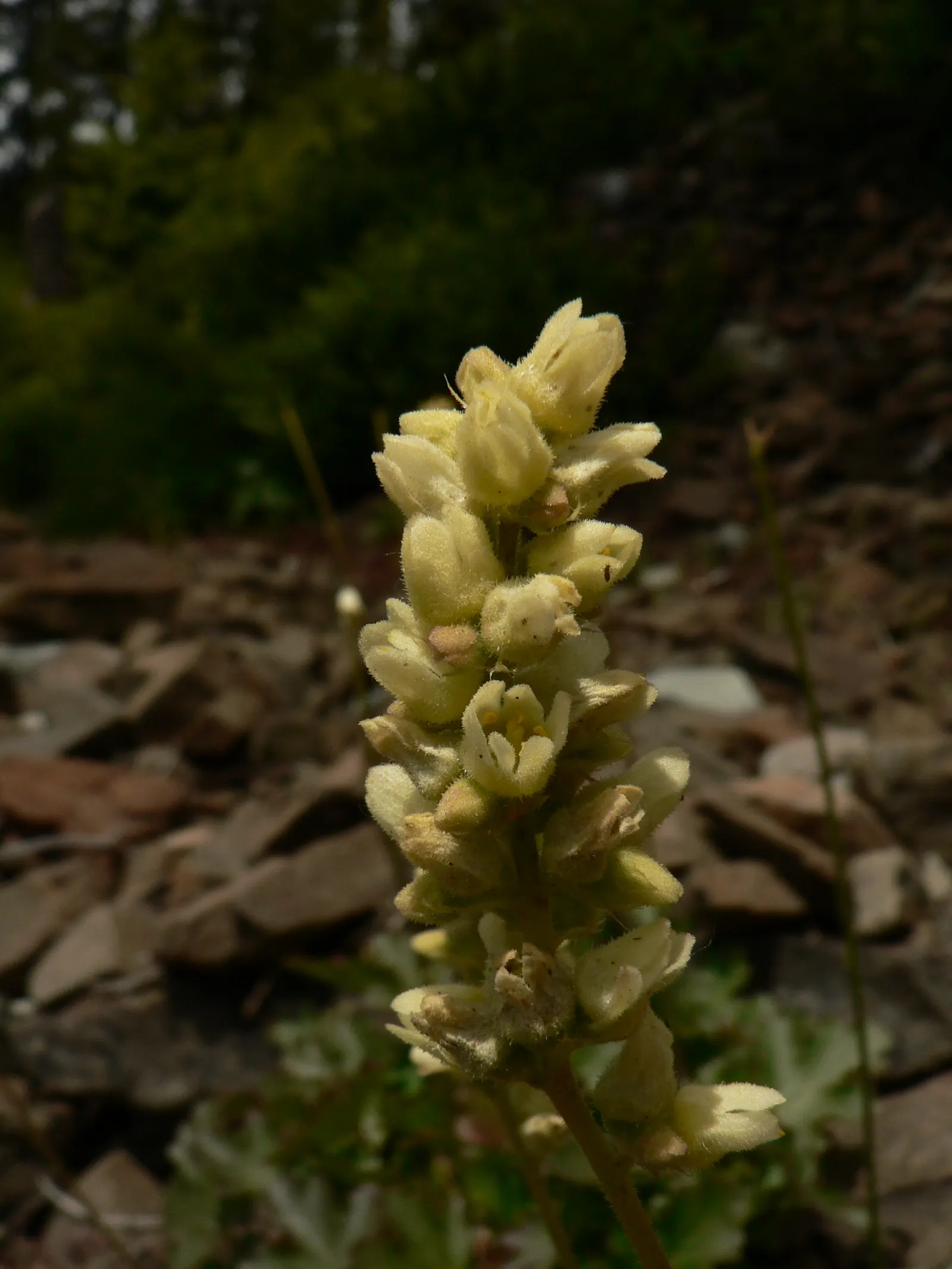 Roundleaf Alumroot (Heuchera Cylindrica) — showing a preference for well-drained soil