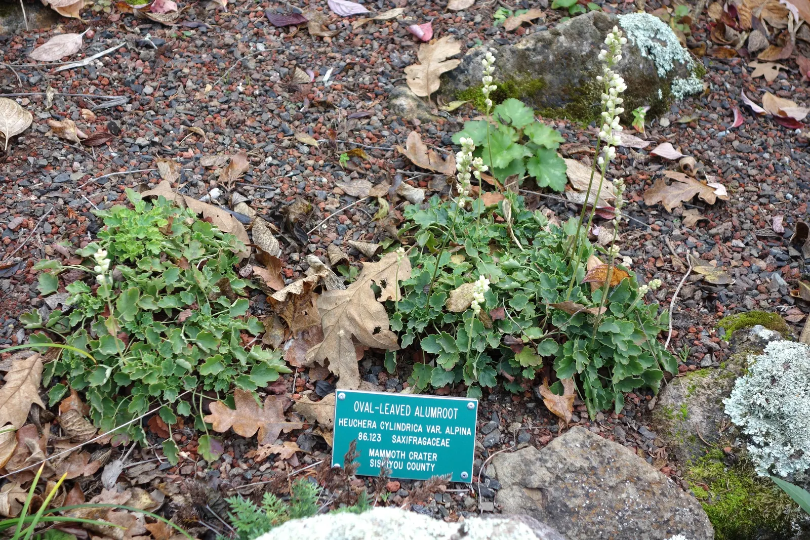 Roundleaf Alumroot (Heuchera Cylindrica) — creating a lush underpinning in garden compositions