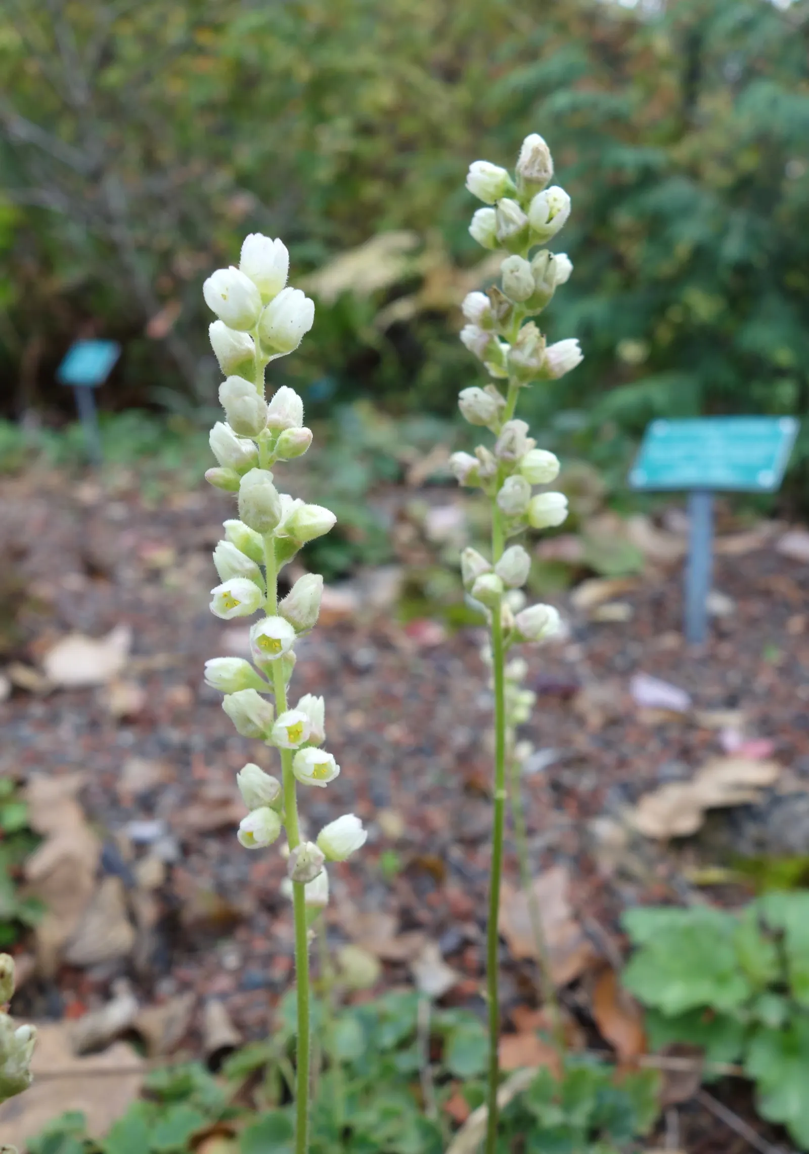 Roundleaf Alumroot (Heuchera Cylindrica) — typically reaching a mature height of about 12 to 18 inches