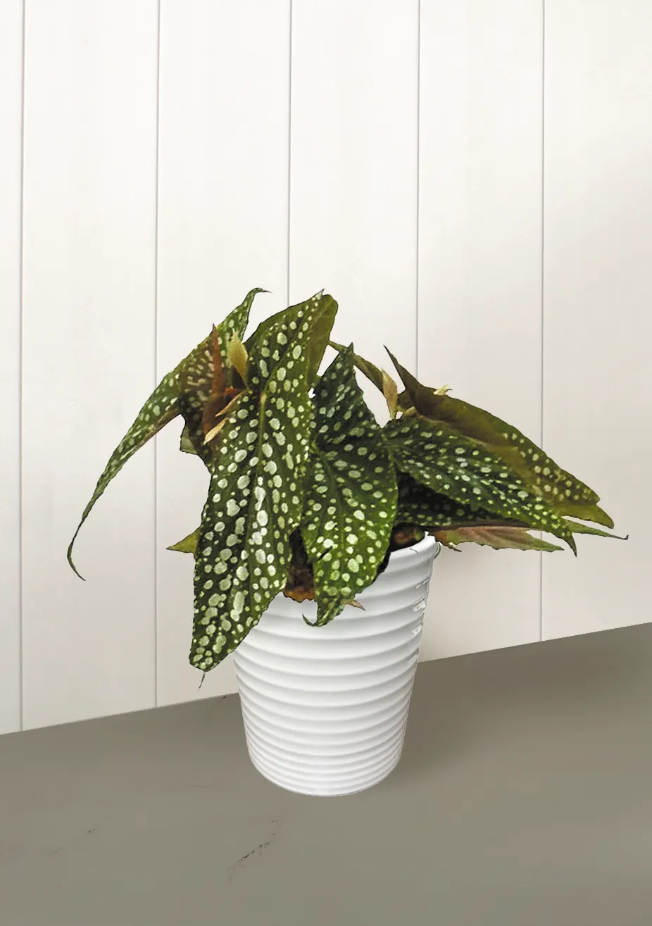 Dappled Morning™ Angel Wing Begonia (Begonia maculata) — The Begonia maculata 'Dappled Morning' is an upright cane begonia with green